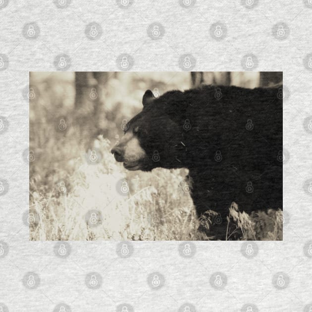 Bear Walking in Sepia - Arizona by ButterflyInTheAttic